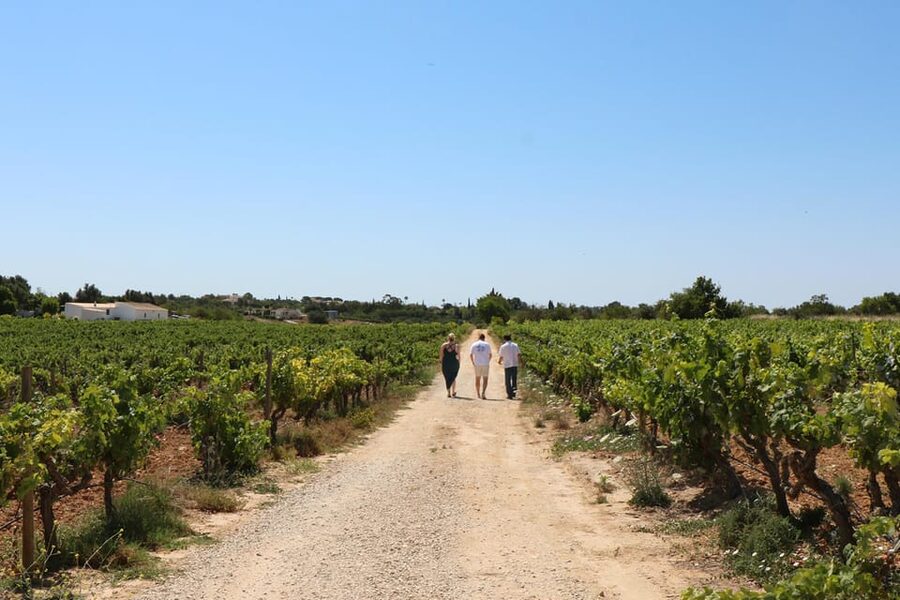 Albufeira/Porches/Vilamoura: Wine Tasting with Tapas & Music - Why This Algarve Wine Night Makes Sense