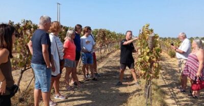 Albufeira/Vilamoura: Winery Tour with Wine Tasting and Tapas - The Drive: Albufeira Highlights on the Way to the Quinta