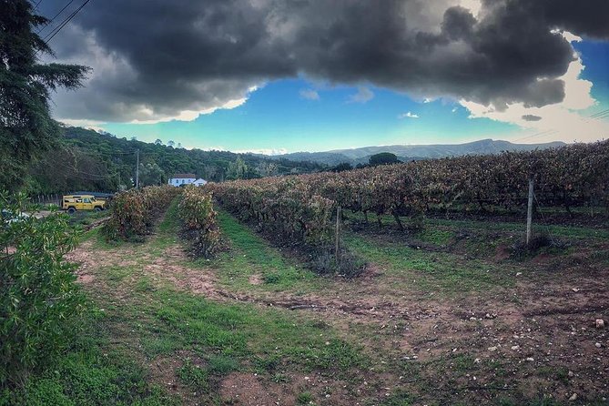 Arrábida Palmela Azeitão Private Tour - W/ Wine Tasting & Tapas - Price and value: what $312.15 buys you in real terms