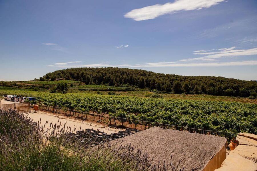 Barcelona: Vineyard Horseback Riding & Wine Tasting + Tapas - Price and Value: Why $324 Can Make Sense Here