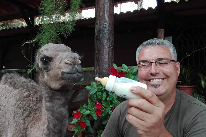 Camel Ride in Fataga with Tapas and drinks - Fataga’s 1000 Palms Valley: Why This Camel Ride Works So Well