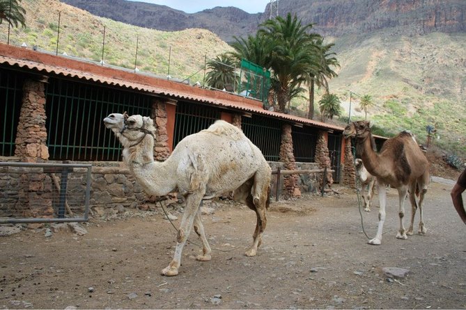 Camel Ride in Fataga with Tapas and drinks - Lunch at the Park: Canarian Tapas and Drinks in a Museum-Style Setting