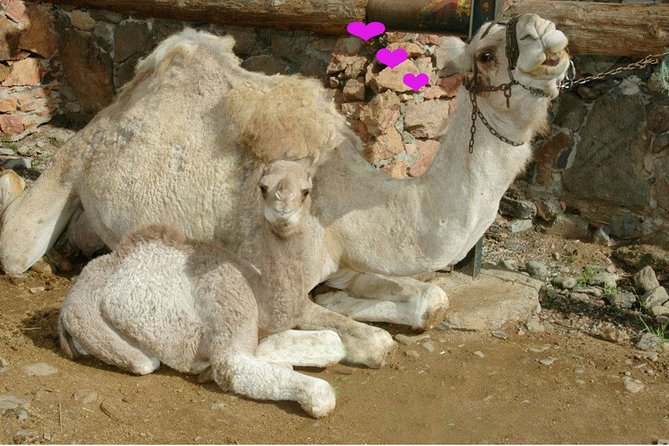 Camel Ride in Fataga with Tapas and drinks - Price and Value: Why About $57.67 Feels Fair for What You Get