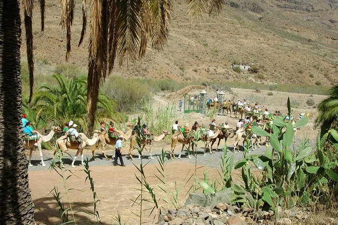 Camel Ride in Fataga with Tapas and drinks - Weather and Day-of Realities (Including Road Disruptions)