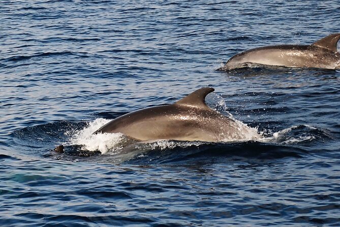 Catamaran Sailing Experience Manilva Tapas Drink Dolphins Swim Stop - Snorkeling equipment and the swim stop: the part you’ll remember