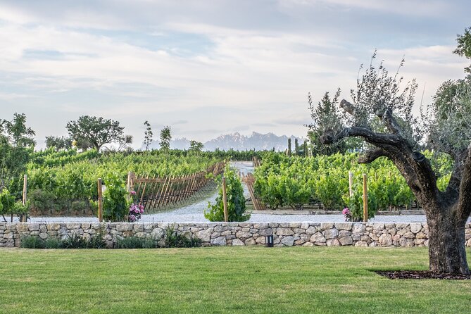 Familia Torres Winery: Gastronomic Tapas & Wine Experience - Brunch at the winery restaurant: Catalonia on a plate