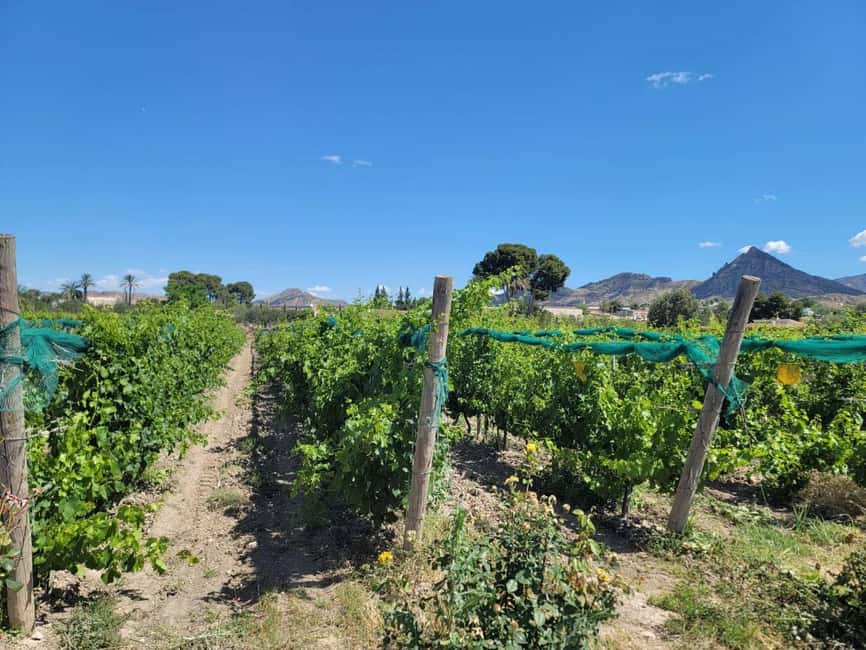 From Alicante: Winery Tour and Wine Tasting with Tapas - Who This Tour Suits Best (and Who Should Skip It)