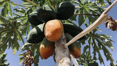 Fuerteventura: Tapas and Local Life Guided Tour - Getting picked up around Morro Jable and heading to the first finca