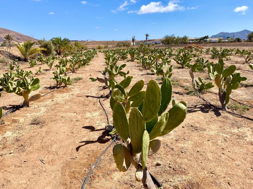 Fuerteventura: Tapas and Local Life Guided Tour - Olive oil production at a working olive tree farm, plus the 2026 oil-sales note