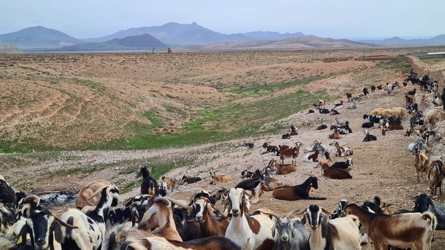 Fuerteventura: Tapas and Local Life Guided Tour - Green scenery, secret stops, and how the flow keeps things fun