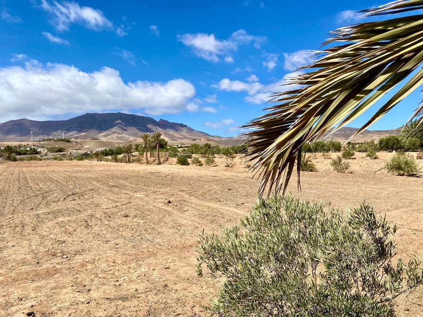 Fuerteventura: Tapas and Local Life Guided Tour - Should you book this Fuerteventura tapas and local life tour?