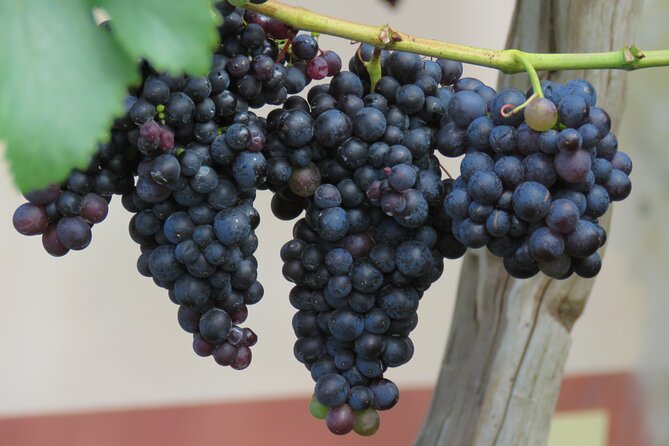Guided 4x4 Adventure and Skywalk with Wine and Tapas in Madeira - Price and value: what $66.08 buys you, and what to add