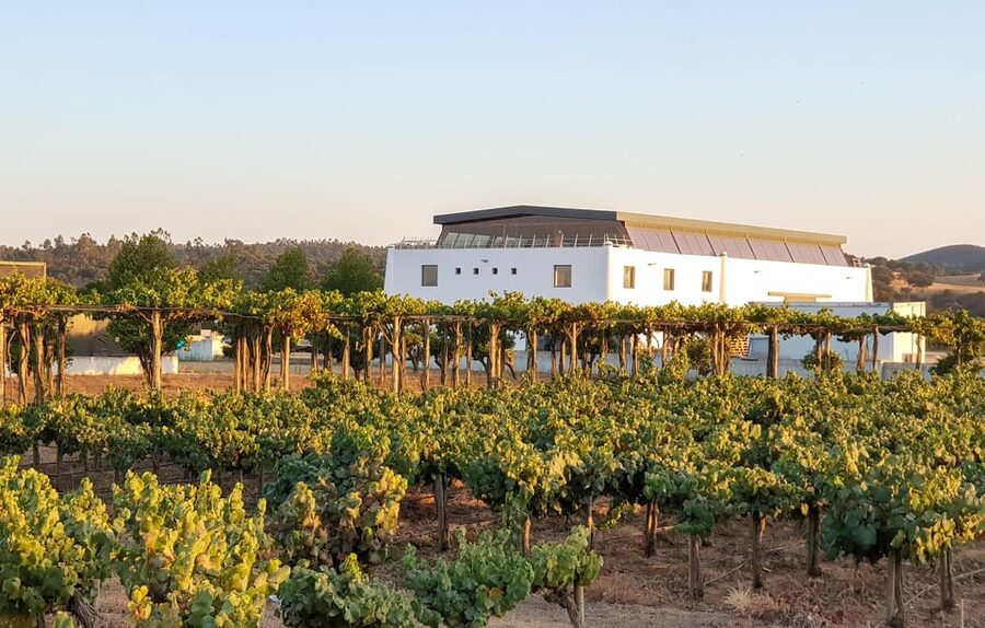 Herdade Canal Caveira - Winery Visit 4 Wines & Tapas - The guided winemaking story: what you’ll learn on the estate