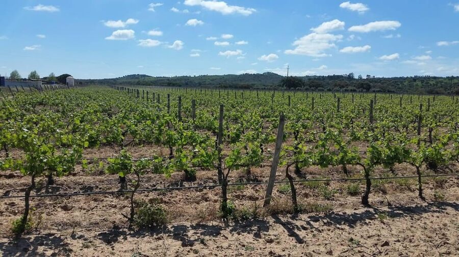 Herdade Canal Caveira - Winery Visit 4 Wines & Tapas - Is $35 worth it for four tastings plus a vineyard picnic?