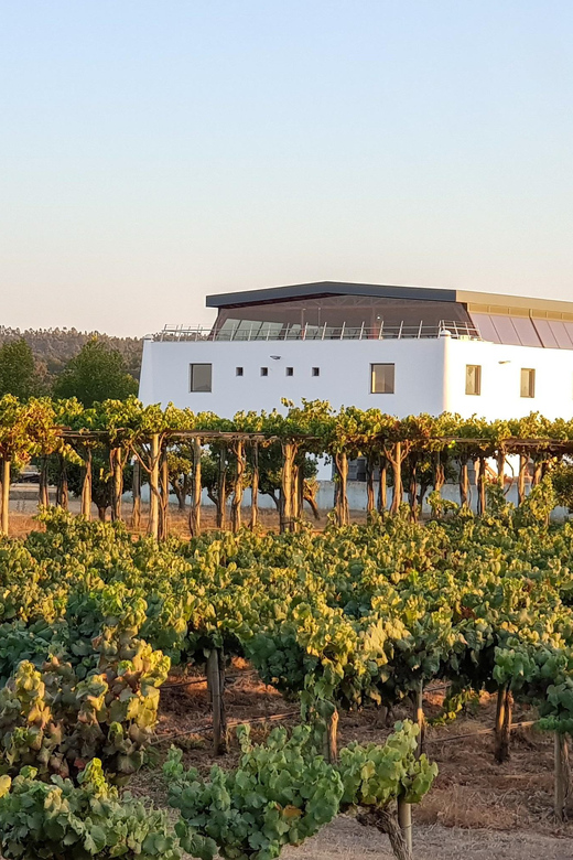 Herdade Canal Caveira - Winery Visit 4 Wines & Tapas - Should you book Herdade Canal Caveira: 4 Wines & Tapas?