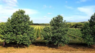 Herdade Canal Caveira Winery Visit with TOP5 Wines & Tapas - Setúbal meets Alentejo: why the microclimate shows up in the glass