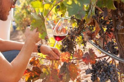 High-End Vineyard Escape: Cava, Tapas & Wine | Private Tour - Lunch on Anna Vidal’s veranda: tapas, empedrat, and award-winning bottles