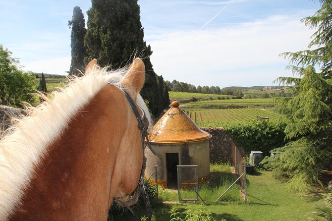 Horseback Ride, Penedes, Wine Tasting & Tapas Private Tour - Price and Logistics: Is $958.87 Per Person Worth It?