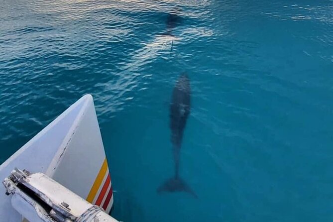 Key West Sunset Sail: Dolphin Watching, Wine, and Tapas - The On-Water Flow: Dolphins, Landmarks, Then the Sunset Moment