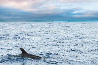 Key West Sunset Sail: Dolphin Watching, Wine, and Tapas - Dolphin Watching: What You’ll Love (and What You Should Expect)