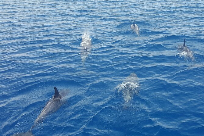 Key West Sunset Sail: Dolphin Watching, Wine, and Tapas - The Catamaran Experience: Comfort, Space, and Crew Energy