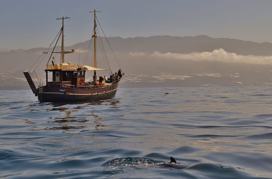 La Palma: 4-Hour Coastline Cruise with Tapas and Barbecue - Key things to love about this La Palma cruise