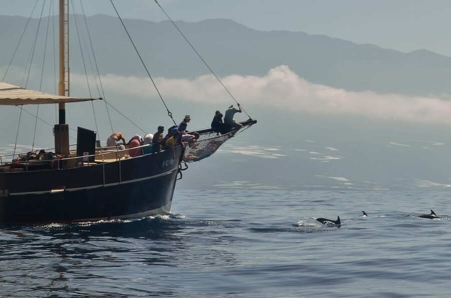 La Palma: 4-Hour Coastline Cruise with Tapas and Barbecue - Small-group vibe (12 guests): better attention, less chaos