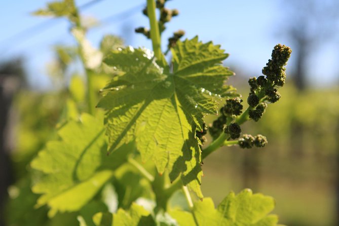 Lagos, Portimão & Carvoeiro: Wine Tasting, Tapas & Music Tour - Getting There Smoothly: Meeting Point and Pickup Timing