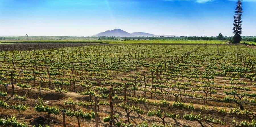 Lagos/Praia da Luz: Wine Tour, Tastings, Tapas, and Music - Who This Tour Fits Best (And Who Should Think Twice)
