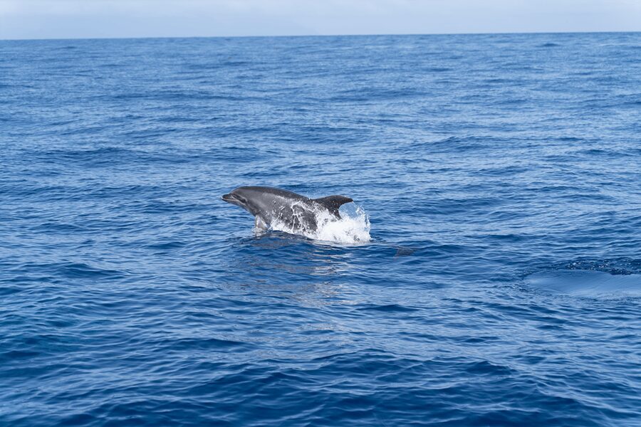 Los Gigantes: Private Sailing Tour with Swim, Drink, & Tapas - Who This Tour Fits Best