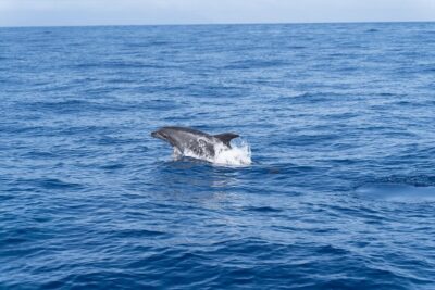 Los Gigantes: Sailing Excursion with Swimming, Drink & Tapas - Meeting point and getting settled on the Sangría