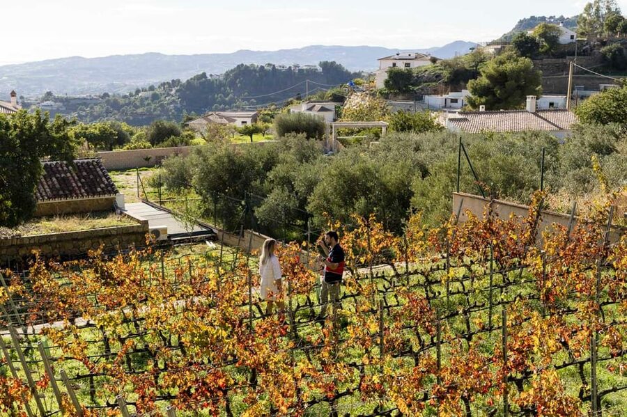 Malaga: Organic Vineyard Tour with 6 Wines, Tapas & Transfer - Inside Bodega Malvajio: Barrel Tasting and the Working Cellar