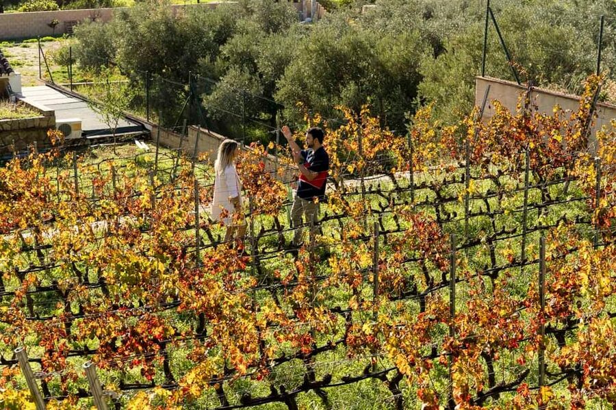 Malaga: Organic Vineyard Tour with 6 Wines, Tapas & Transfer - Tapas Pairings: Iberian Meats, Cheese, Tortilla, and the Food Logic