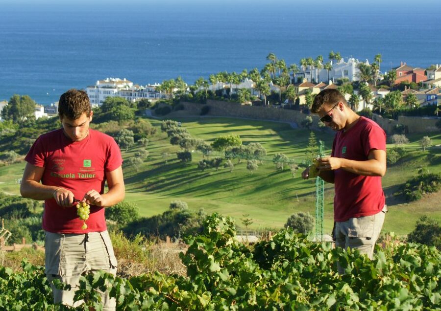 Manilva: Nilva Vineyard, Wine Tasting & Tapas Guided Tour - Key Highlights You’ll Actually Care About
