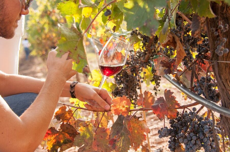 Private Wine, Tapas & Cava Experience from Barcelona - Transportation and Comfort: Why It’s Not Just a Drive
