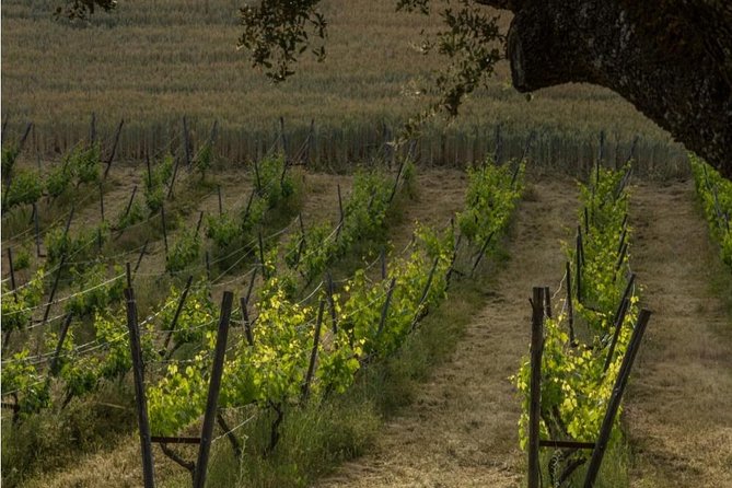 Ronda Private Wine Tour and Tapas from Marbella - Why this Ronda wine day feels like more than a winery stop