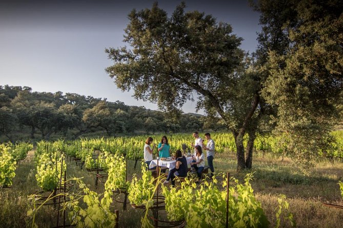 Ronda Private Wine Tour and Tapas from Marbella - Entering Finca La Melonera: vineyard walk first, then white wine under the oak