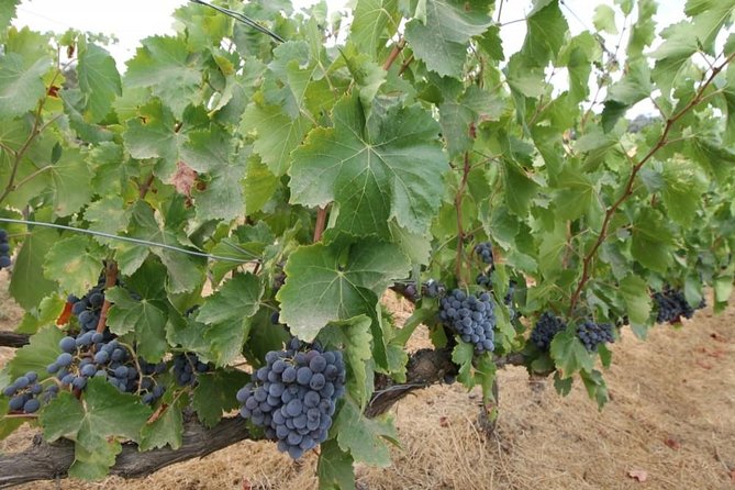 Ronda Private Wine Tour and Tapas from Marbella - Tapas and the later wine tasting: pairing, atmosphere, and pace