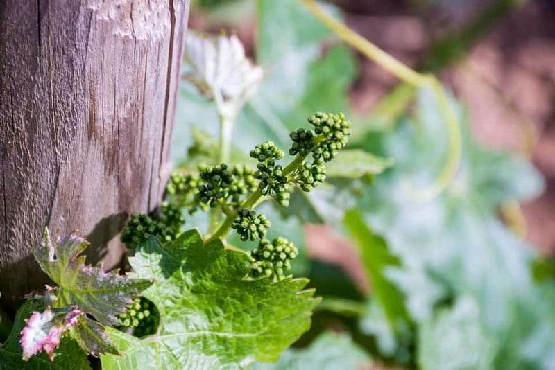 Ronda: Winery Tour with Wine Tasting and Tapas - The guided tasting of four wines with Andalusian tapas