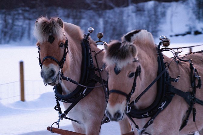 Sleigh Ride w/ Tapas Meal - Experience Arctic Farm Life - Alta hotel pickup and the short drive to Omdal Gard