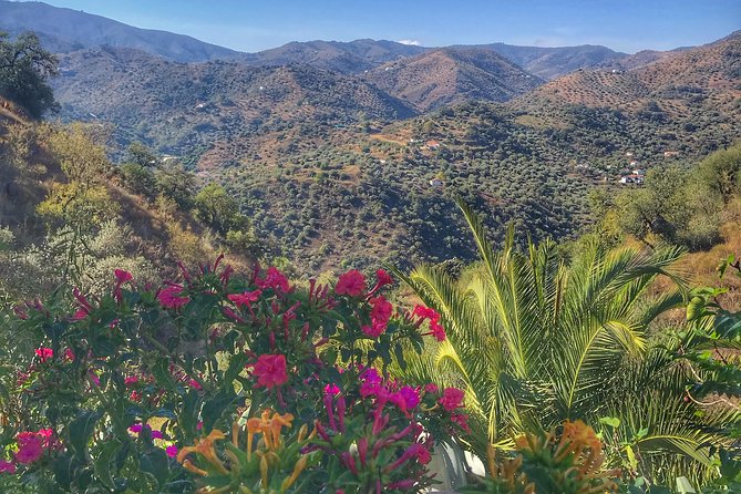 Tapas & Sherry an Andalucian Gourmet Experience. - Lunch on the patio (or by the log fire)