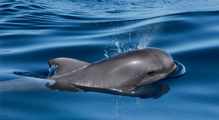 Tenerife: Private Sunset Charter with Drinks and Tapas - Wildlife option: spotting whales and dolphins (and sometimes turtles)