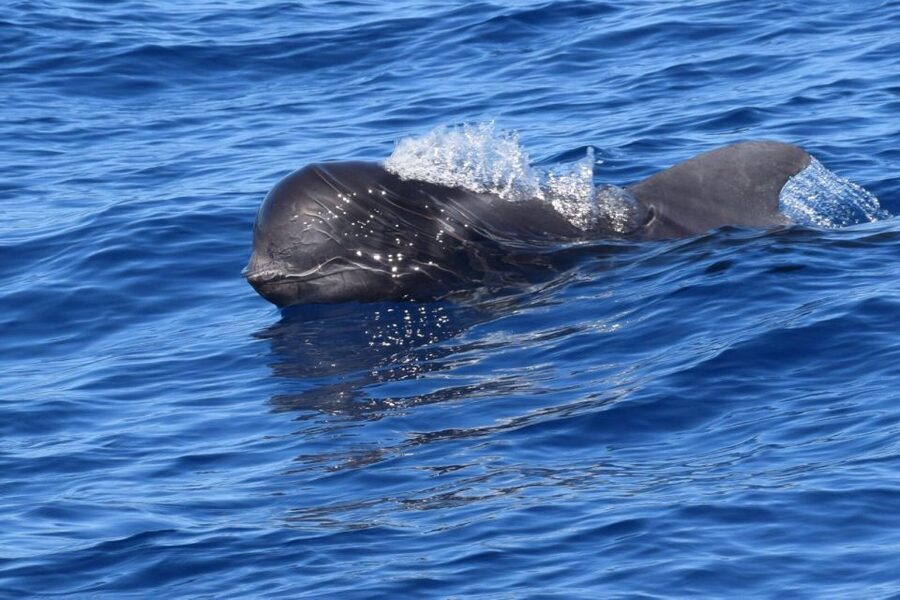 Tenerife: Private Sunset Charter with Drinks and Tapas - What to bring so you’re comfortable during the wind and photos