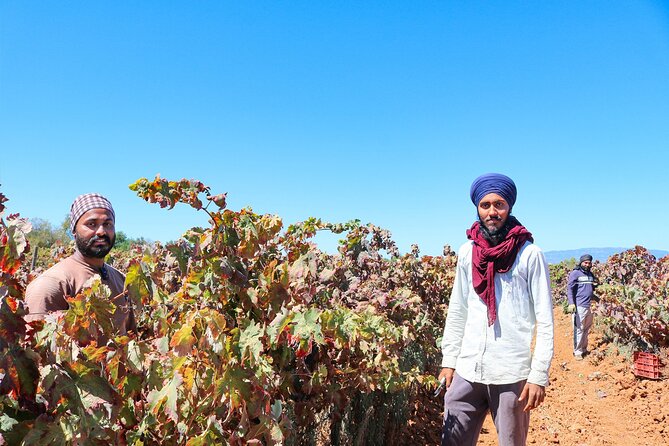 Vilamoura, Albufeira & Porches: Wine Tasting, Tapas & Music Tour - The tasting lineup: 3 harvest wines plus 1 reserve