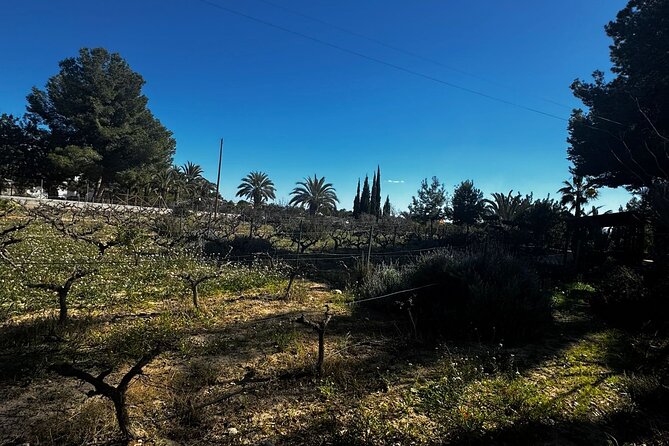 Wine and Tapas Tasting Tour from Alicante, Private Van - Should you book this tour or look elsewhere?