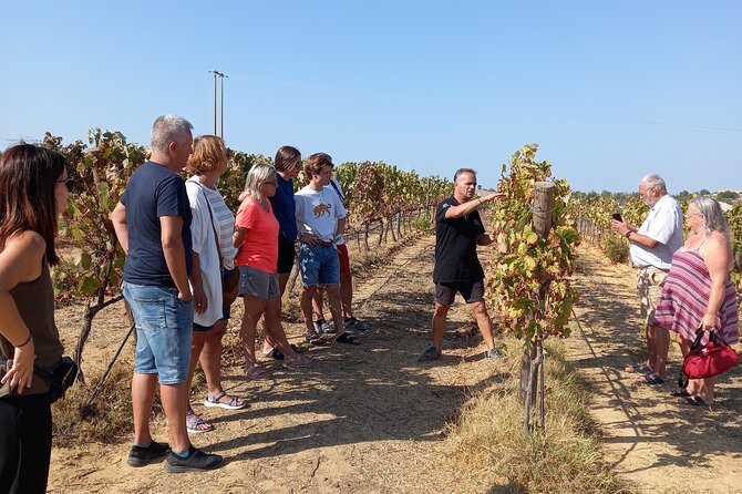 Wine Lovers: Winery Tour w/ Tasting & Tapas (Albufeira/Vilamoura) - Key highlights to know before you go