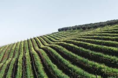 Wine & Tapas tour by electric bike (e-bike) including Ronda pickup (full day) - E-Bike Setup: Helmet On, Motor Ready, Hills Covered
