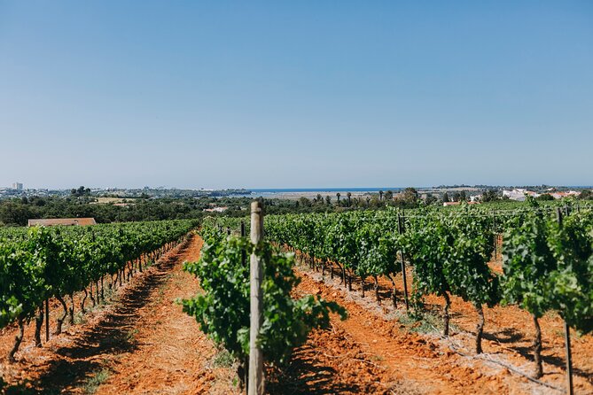Wine Tasting & Tapas 4x4 Tours - A 4x4 Lagos wine day that keeps moving
