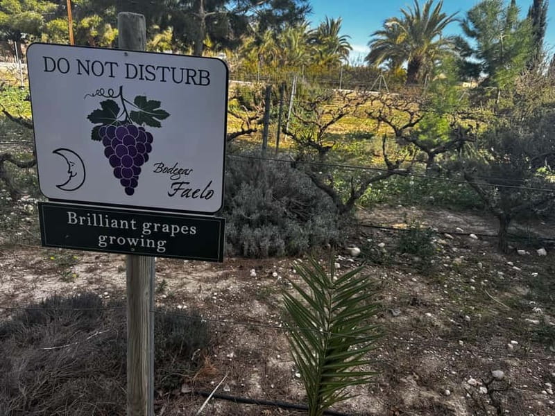 Winery Visit and Tasting in Elche with wines and tapas from Alicante in Van - Key highlights at a glance