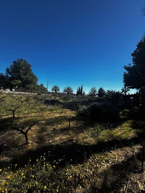 Winery Visit and Tasting in Elche with wines and tapas from Alicante in Van - Languages and the small-group advantage (where you actually get answers)